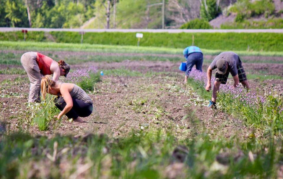 hip-peace-produce