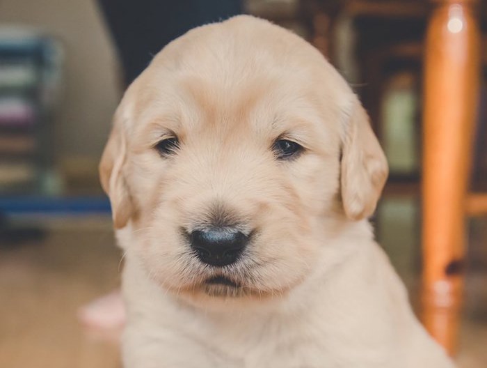 yvr puppy