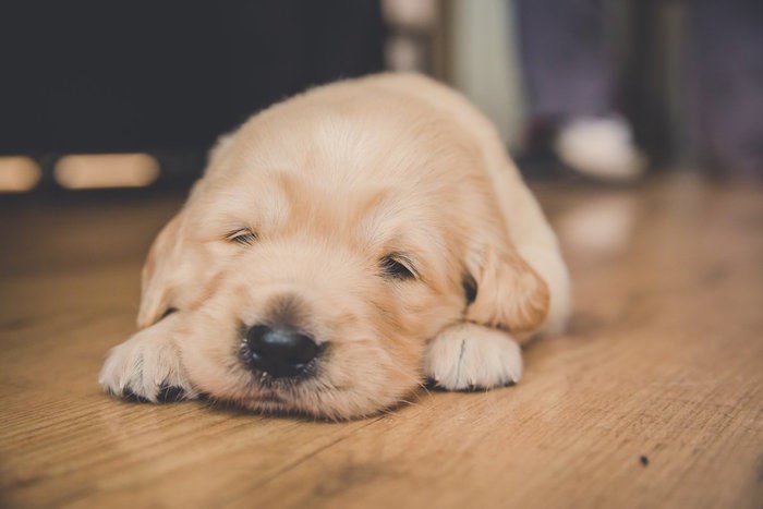 YVR puppy sleep