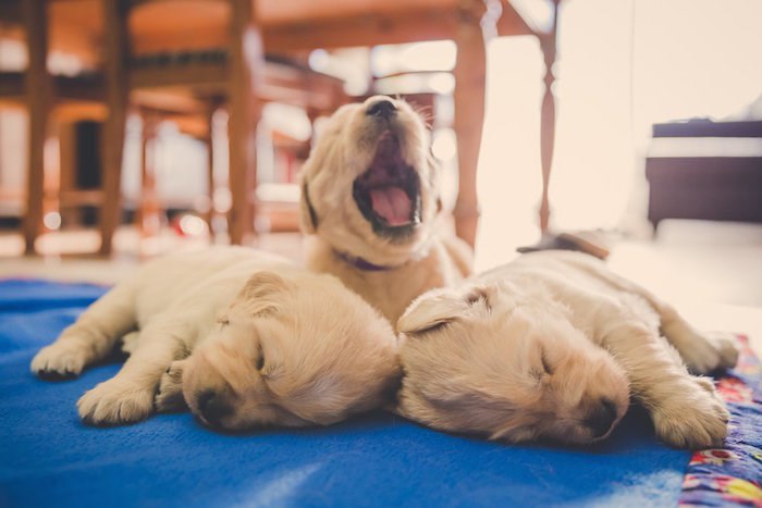 YVR puppies