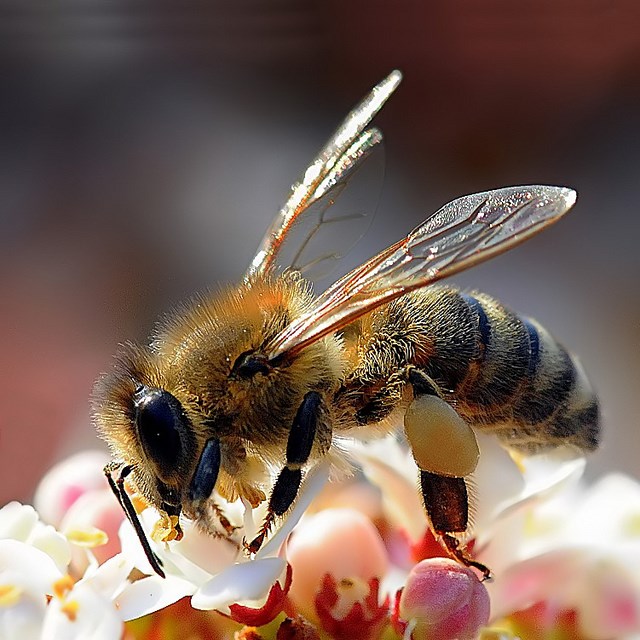 bee