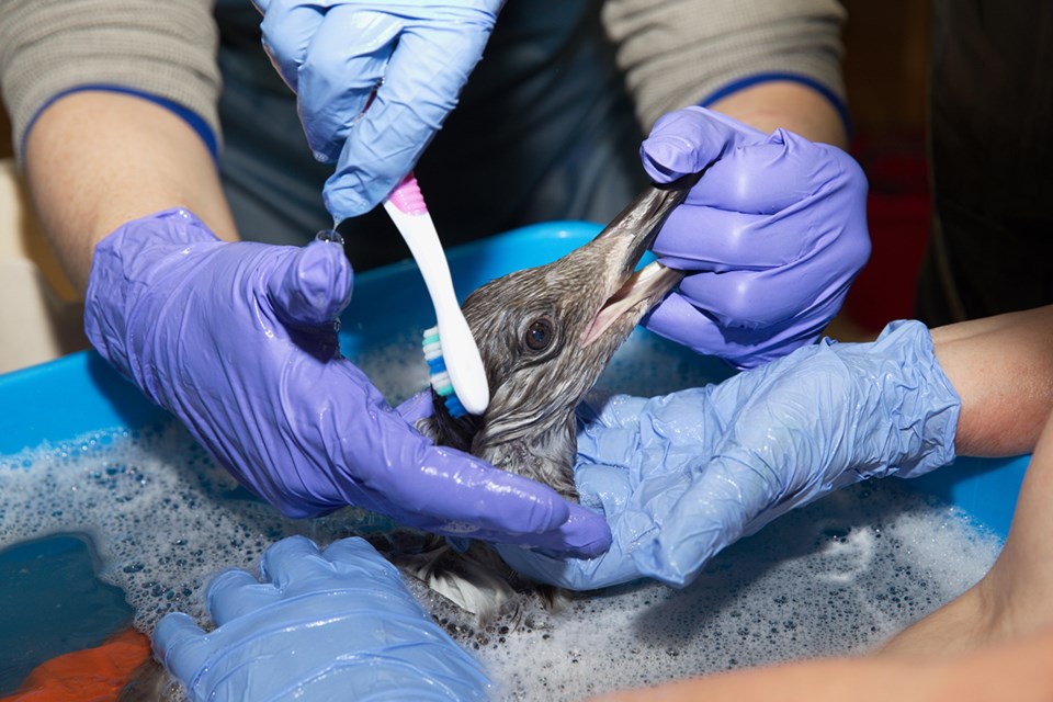 Easy does it — toothbrush is used to help clean gull's feathers