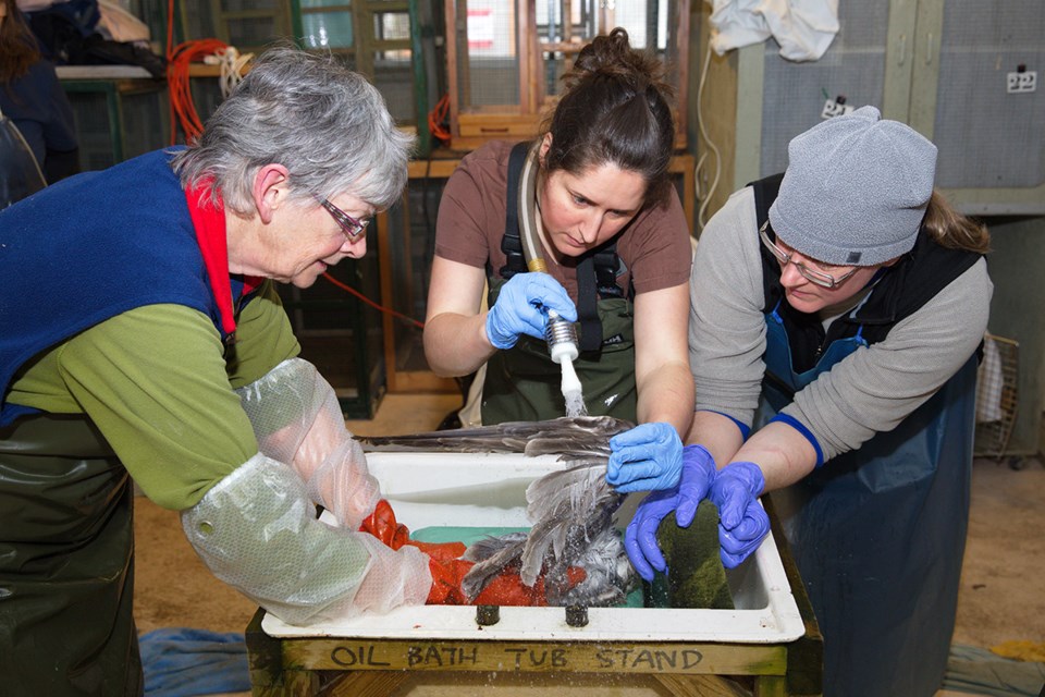 Wildlife Rescue clean gull