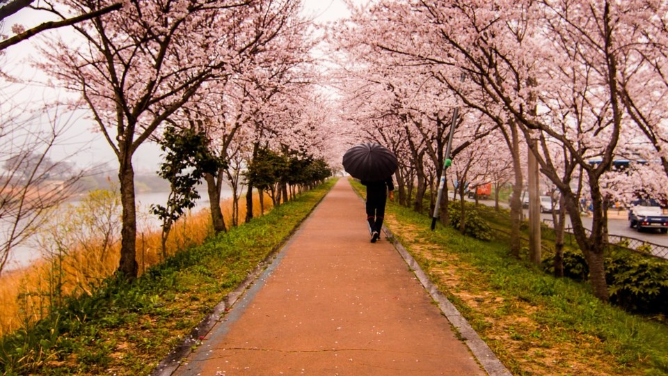 Sakura