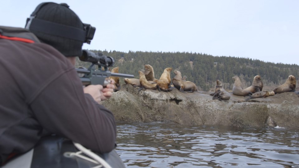 sea lion rescue