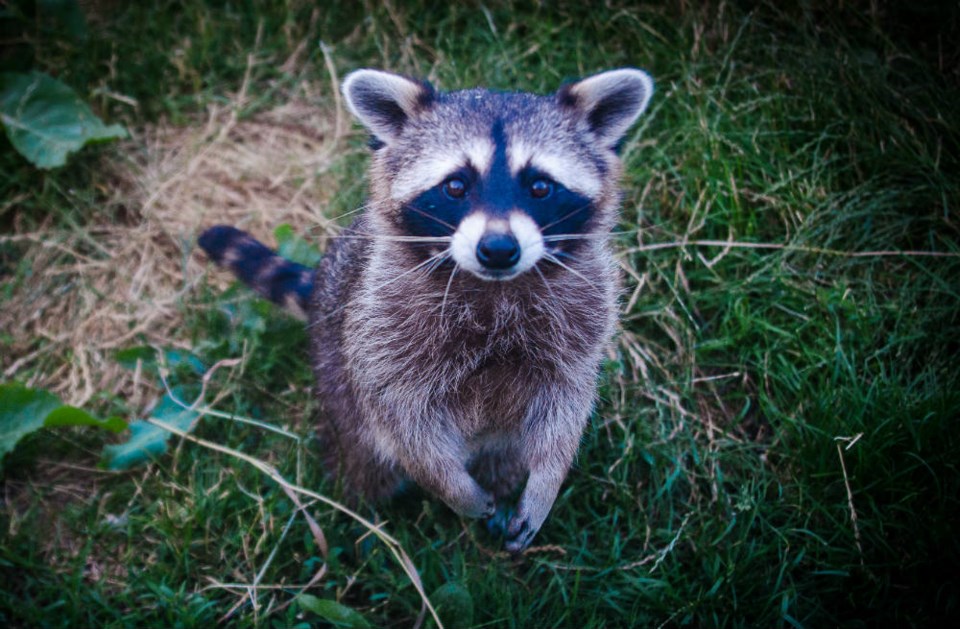 Racoon