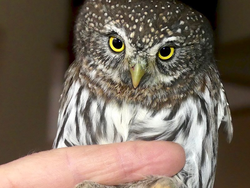 Pygmy owl