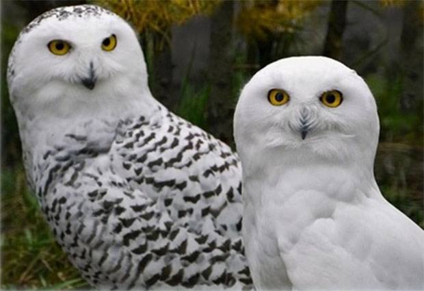 birds in focus