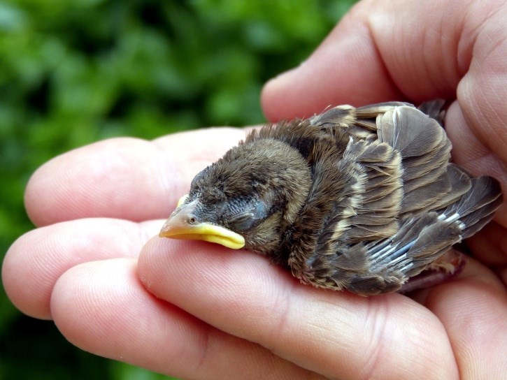 baby bird