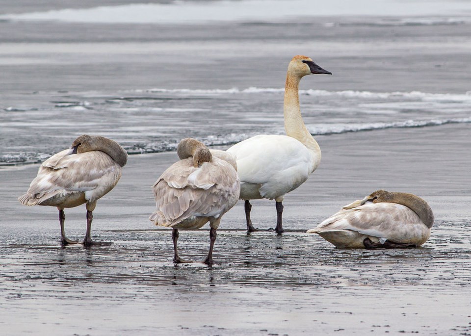 birding