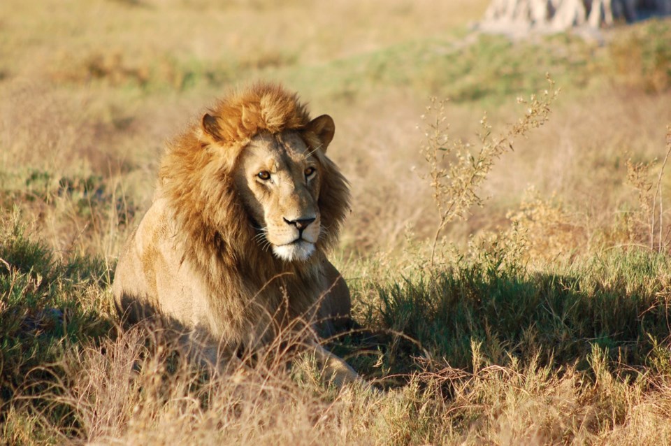 lion
