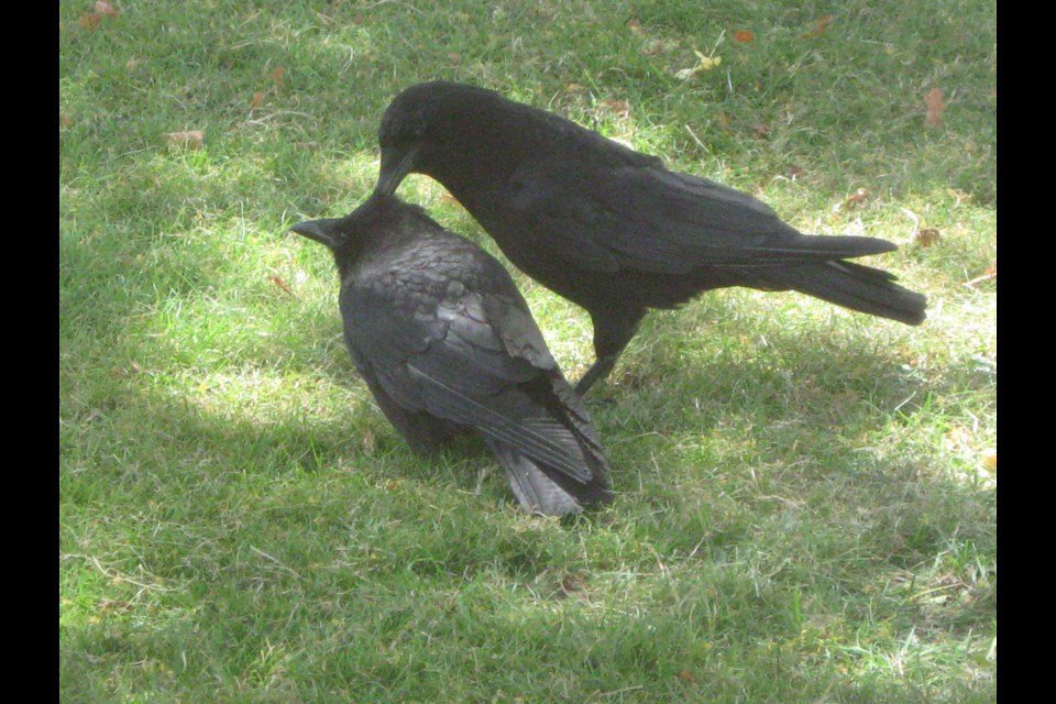 Young crow allopreening Mrs. Crow.