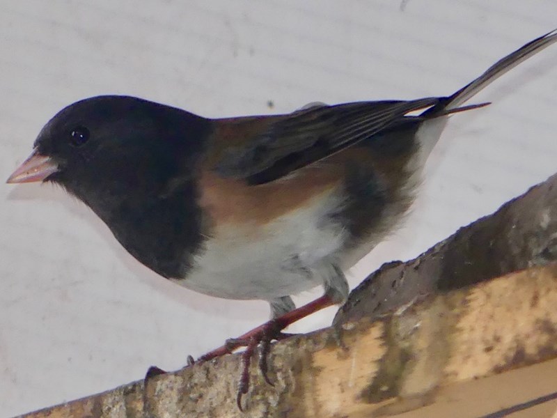 Dark-eyed junco