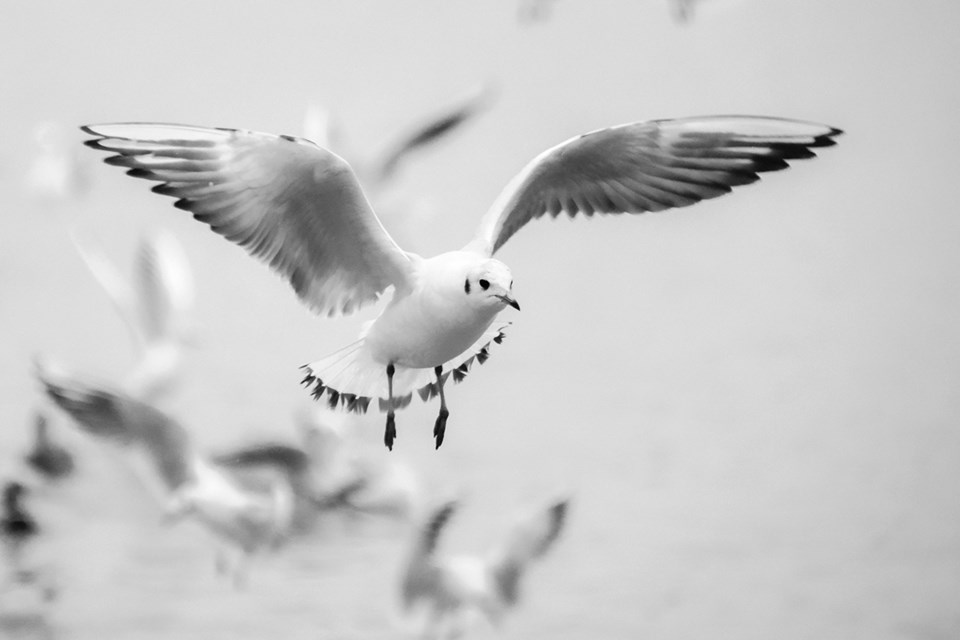 Seagulls