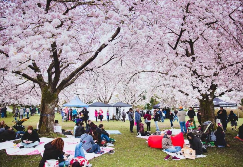 The ultimate guide to the annual cherry blossom festival in April_0