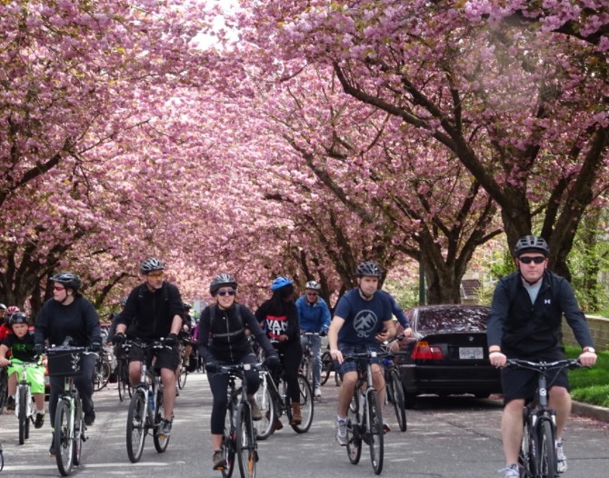 The ultimate guide to the annual cherry blossom festival in April_3