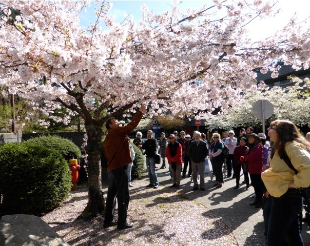 The ultimate guide to the annual cherry blossom festival in April_4