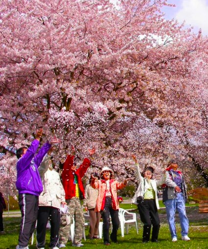The 12th annual Vancouver Cherry Blossom Festival begins April 3. Photo credit / Instagram user cherryblossomfestyvr
