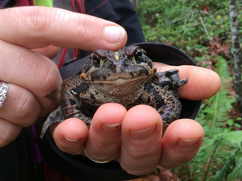 Western toad.