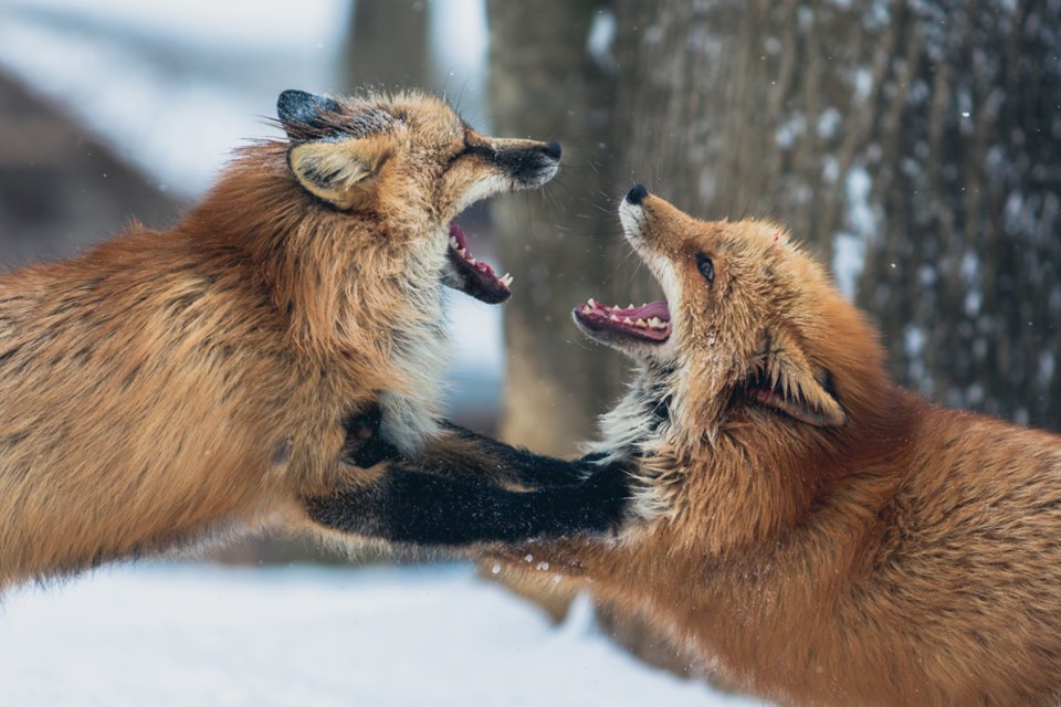 fighting
