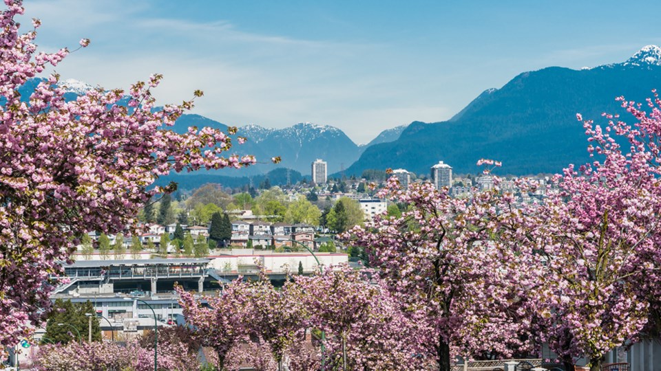 cherry blossom vancouver