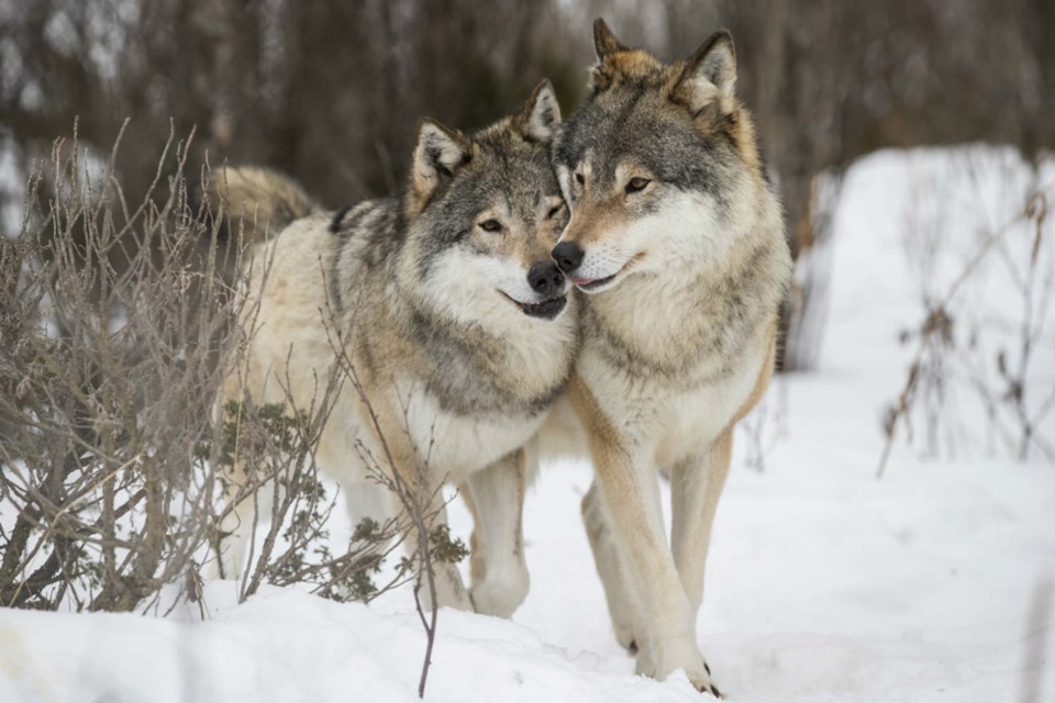 wolves