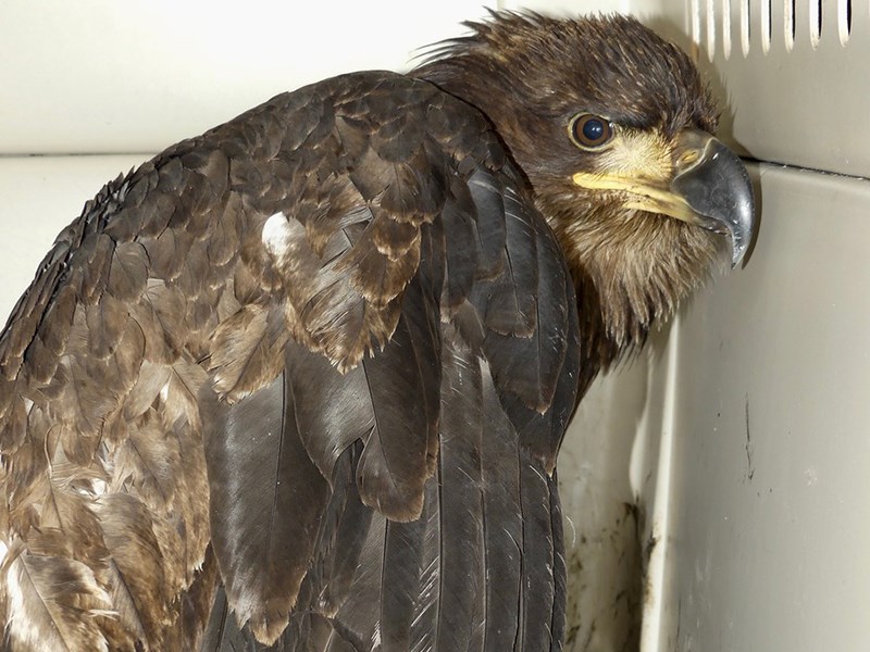 Bald eagle