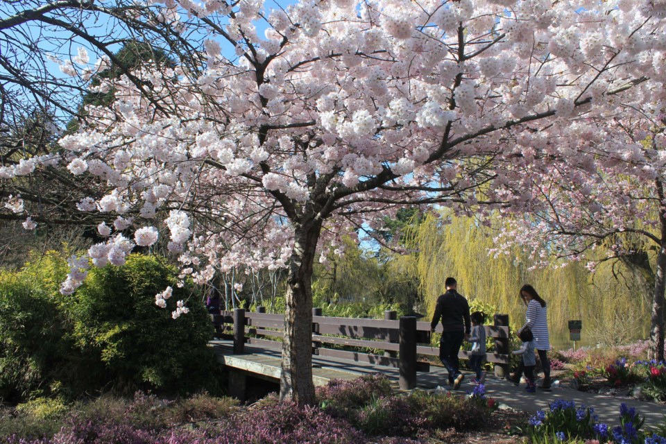 blossoms