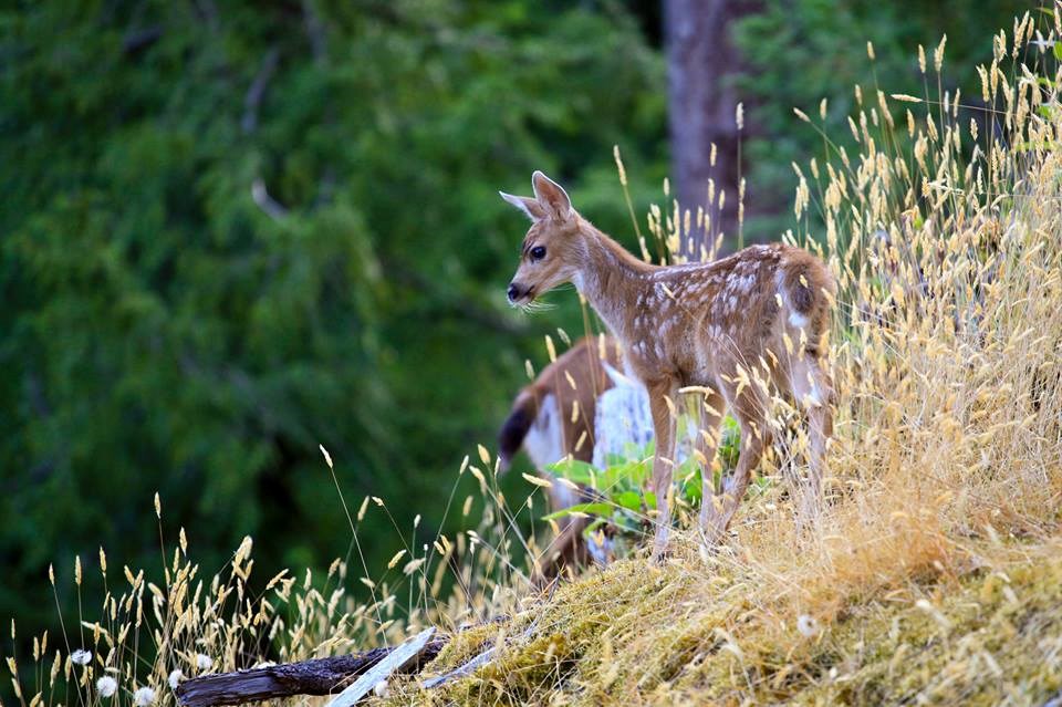 A Bowen Island Deer