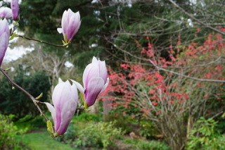 magnolia flower