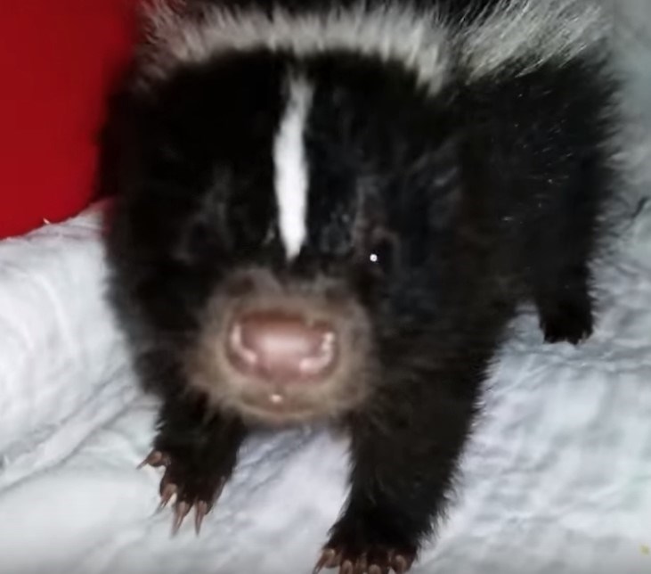 Blog: Is there a safe way to release a skunk? - Delta Optimist Blog: Is there a safe way to release a skunk? - Delta Optimist