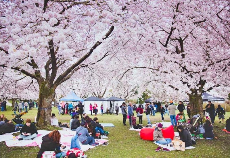The Big Picnic: Vancouver Cherry Blossom Festival is at Queen Elizabeth Park April 14.