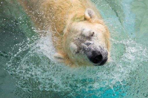 AFP Inuka polar bear