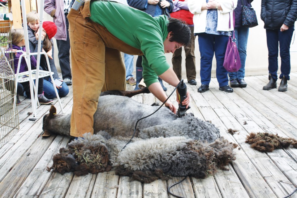 Mojo is handled gently by sheep shearer Johanna Walker. The entire fleece, once removed, was nearly the size of the shorn sheep.