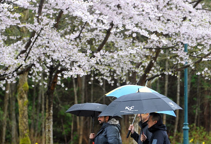 spring blossoms