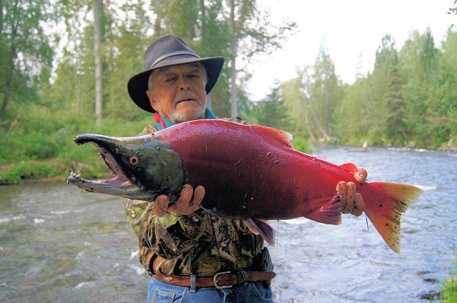 Salmon