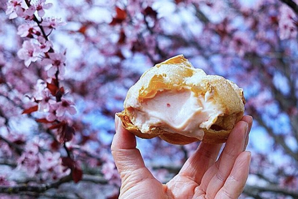 cream puff sakura