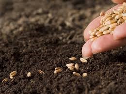 seeds