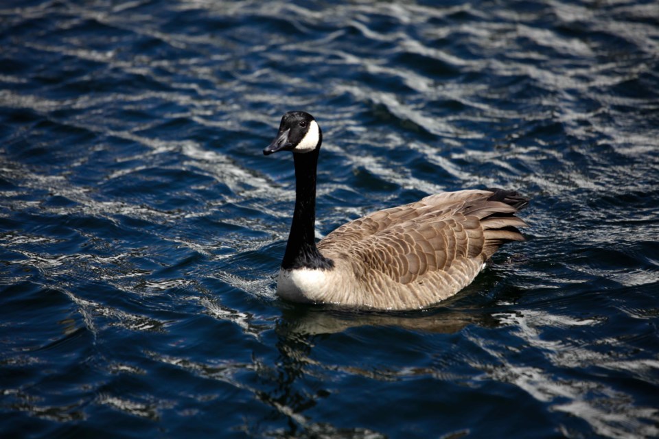Canada Goose
