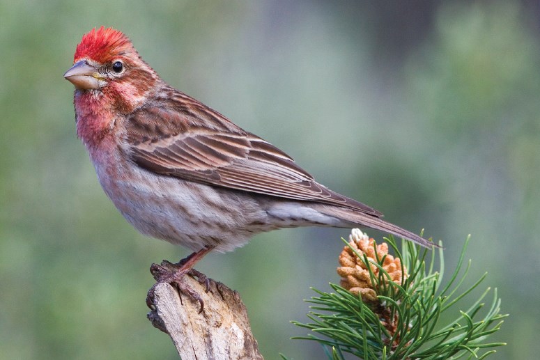 birding