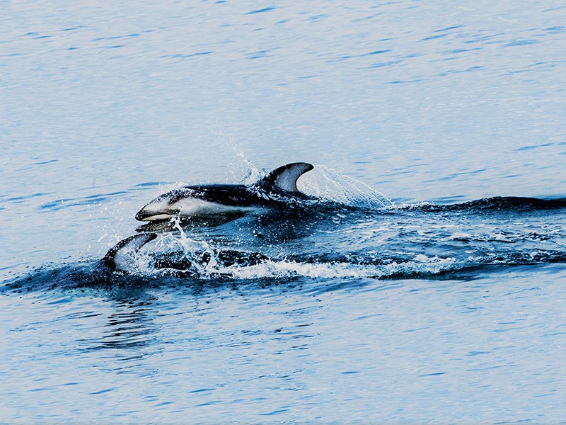 Dolphins