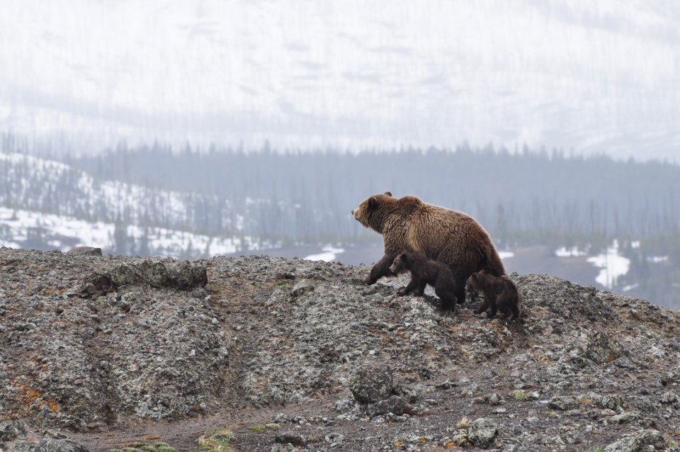 Grizzly bear