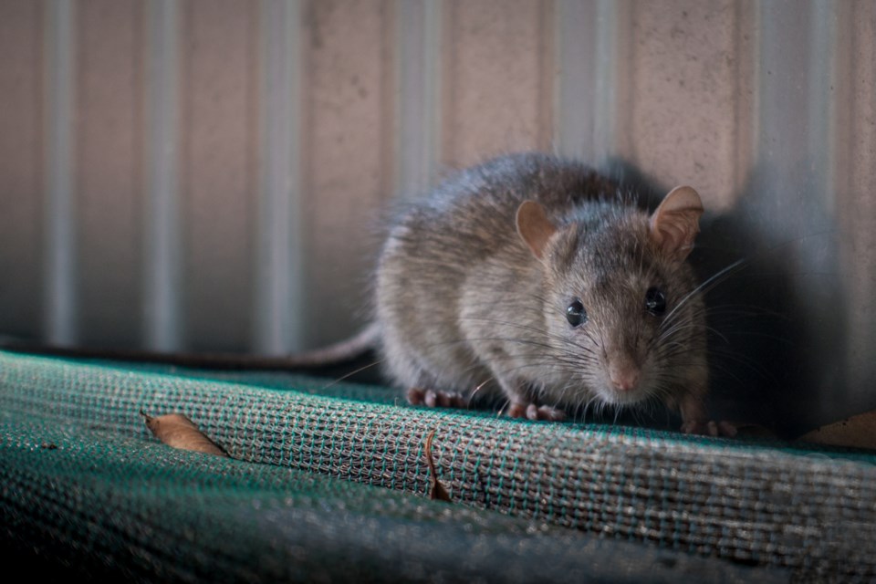 Vancouver beat out such rodent-infested hot spots as Victoria, Burnaby, Richmond, Surrey and, of cou