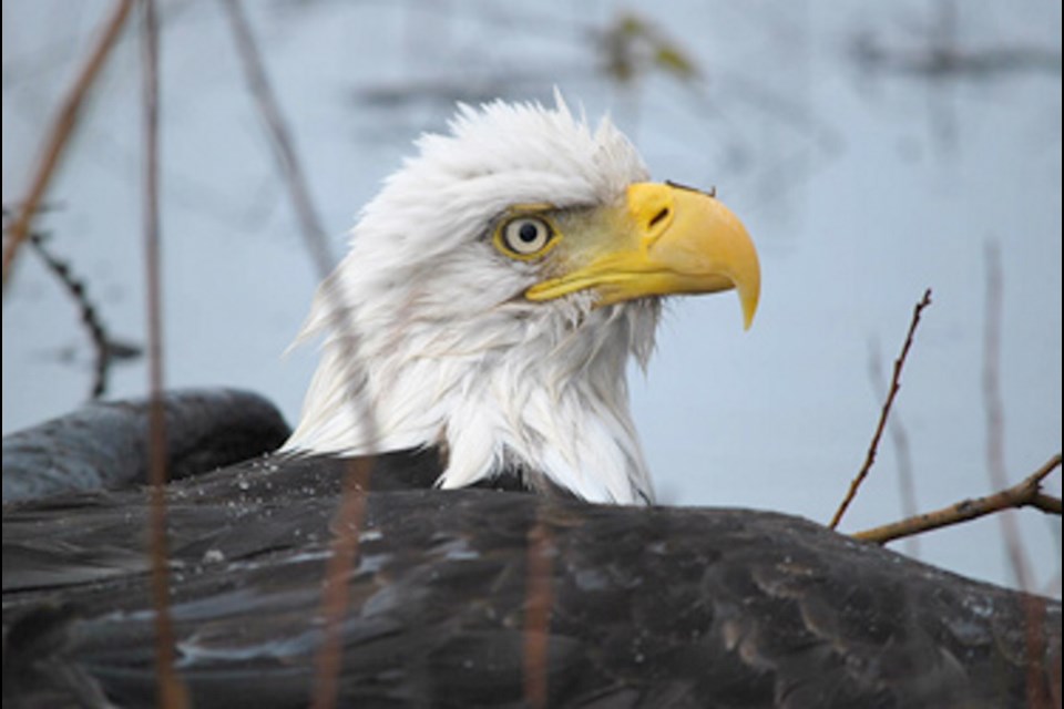 The eagles' talons were tangled up together in the marshy undergrowth along the shore line