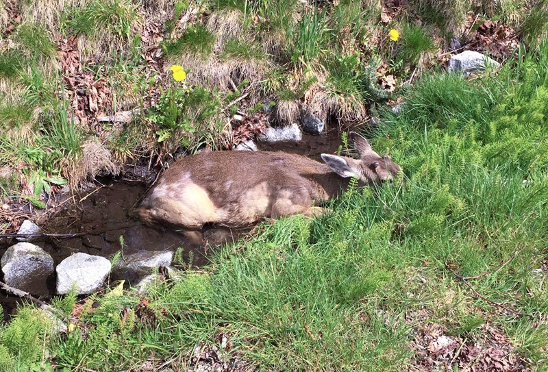 Burnaby RCMP officers in consultation with the B.C. Conservation Service euthanized this injured deer after it was hit on Gaglardi Way Tuesday.