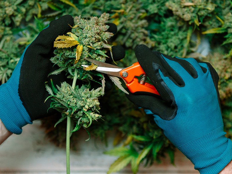 Cannabis