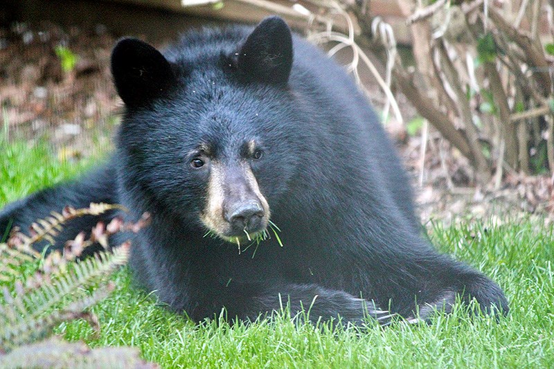 bear on grass