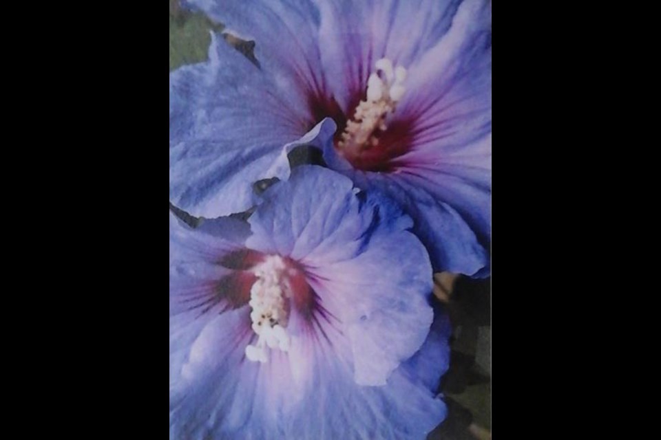 Shirley Braithwaite's photography is on display at North Burnaby Neighbourhood House in May.