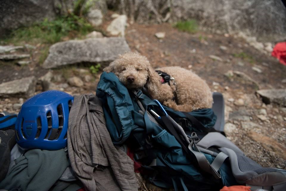 dog-crag