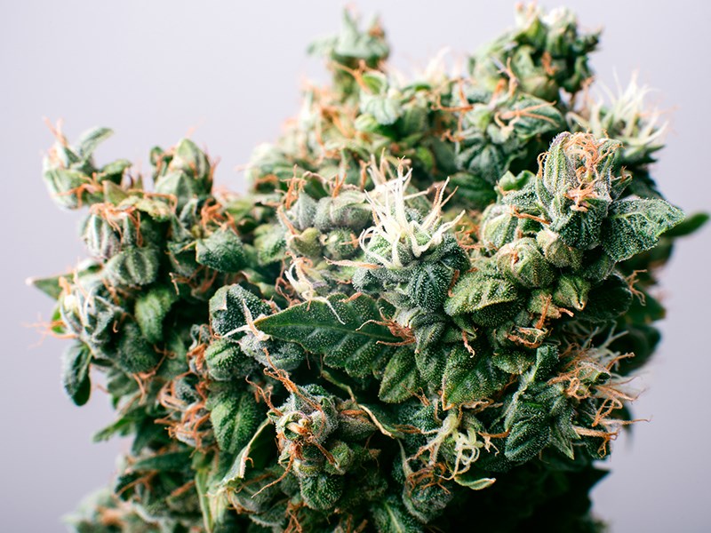 Cannabis Act